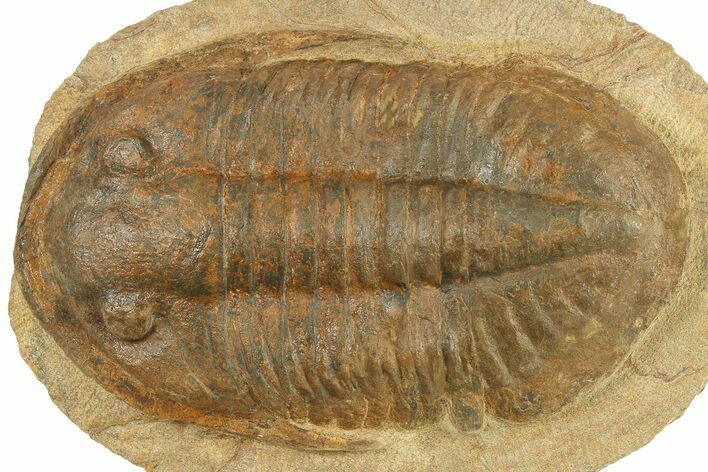 Large, Inflated Asaphid Trilobite - Taouz, Morocco #271302